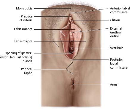 The ovaries produce the egg cells, called the ova or oocytes. Reproductive Organs - Atlas of Anatomy