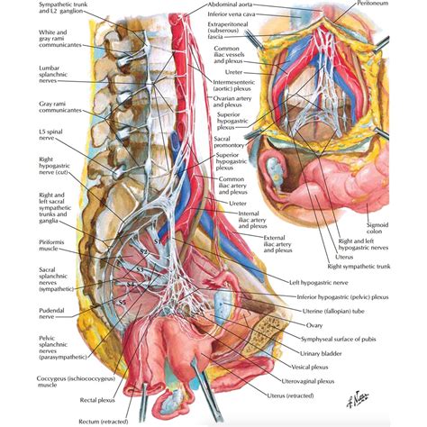 It is open to the outside by way of the neck and head. Female Anatomy: The Functions of the Female Organs - HERS ...