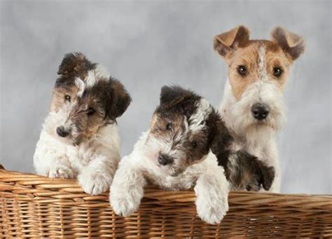 Lo smooth fox terrier ed il wire fox terrier, le razze a pelo liscio e a pelo ruvido dei famosi cani da caccia, da guardia e da compagnia d'origine britannica. Tieranzeigen Foxterrier Kleinanzeigen