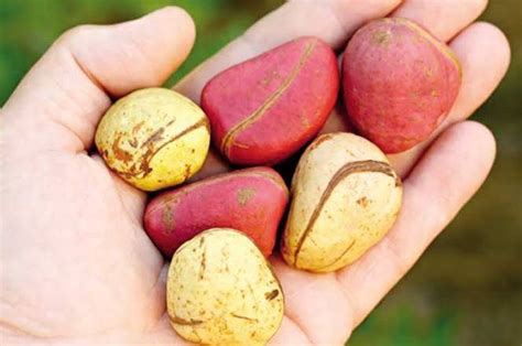 The term kola nut usually refers to the seeds of certain species of plant of the genus cola, placed formerly in the cocoa family sterculiaceae and now usually subsumed in the mallow family malvaceae. THE BIG DEAL ABOUT KOLA NUTS AND THE IGBO PEOPLE | by ...