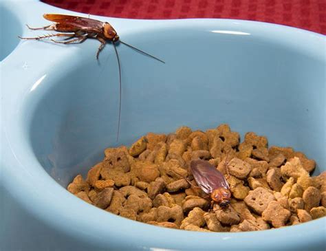 Whether there's a rodent in your basement or insects in the attic, call your local new orleans exterminator to take care of them — do not try to wrangle them out yourself! New Orleans is the most roach-infested city in the U.S ...