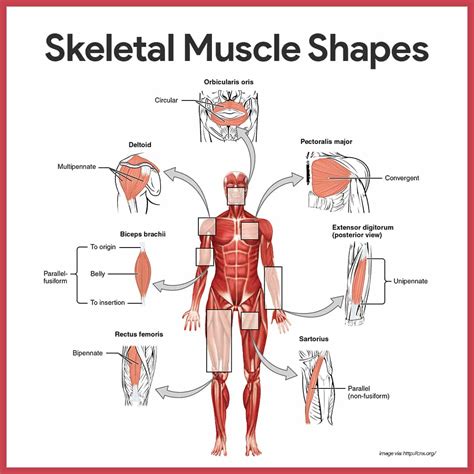 The purpose of this unit study on bones and muscles is to help students learn and understand the function and purpose of the bones and muscles in the body. Muscular System Anatomy and Physiology - Nurseslabs