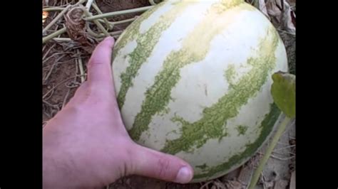 Crimson sweet watermelona stunner, crimson sweet is a productive watermelon that has a very high (12%) sugar content with a deep pink/red, fine this sweet watermelon is best enjoyed fresh and chilled or in fruit salads. Watermelon, Crimson Sweet Organic (29July12) - YouTube