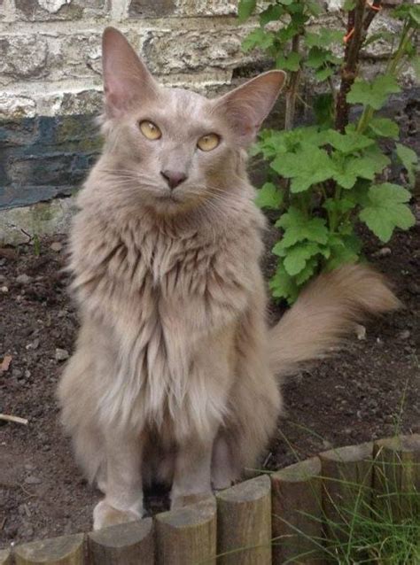 Best talkative oriental shorthair cat meow compilation : cat colours — lilac smoke