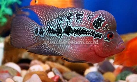 Ikan ini juga dipelihara oleh pemelihara ikan di amerika serikat dan juga di eropa. Cara Merawat Ikan Louhan