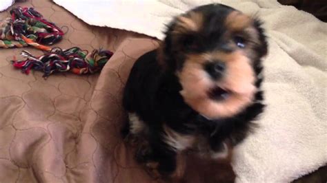 My beautiful yorkshire terrier daisy has had an amazing litter of yorkie russel puppies. Yorkie poo puppy 6 weeks - YouTube