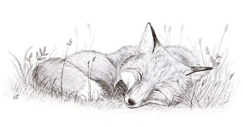 The sentry would hold a stone in its claw, so that if it fell asleep, it would drop the stone and waken. Sleeping Fox by Bastet-mrr on deviantART | Fox art, Animal drawings, Animal sketches