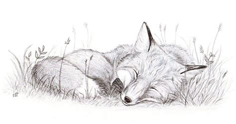 Animals can live in many different places in the world because they have special adaptations to the area they live in. Sleeping Fox by Bastet-mrr on deviantART | Fox art, Animal ...