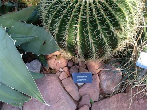 Aunque esta planta suculenta es una de las más cultivadas, está tierra para cactus: Asiento de suegra-Echinocactus Grusonii - Para Mi Jardín