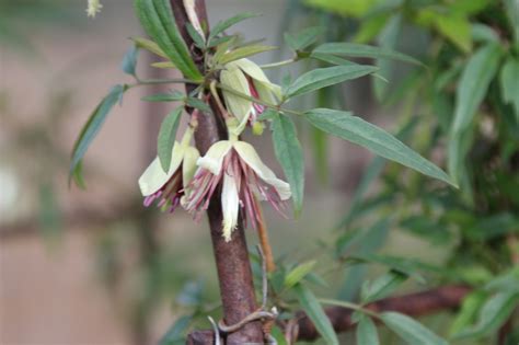 Check spelling or type a new query. Clematis napaulensis : Sureaux
