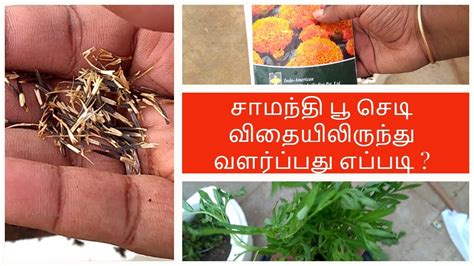 Marigolds are so easy to grow that they can be used to teach children how to grow plants from seed. சாமந்தி பூ செடி விதையிலிருந்து வளர்ப்பது எப்படி | Growing ...