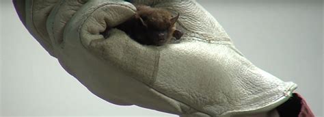 They do all they can to make animals feel well in their home and outside their homes too. What Kind of Noises and Sounds do Bats Make When They Live ...