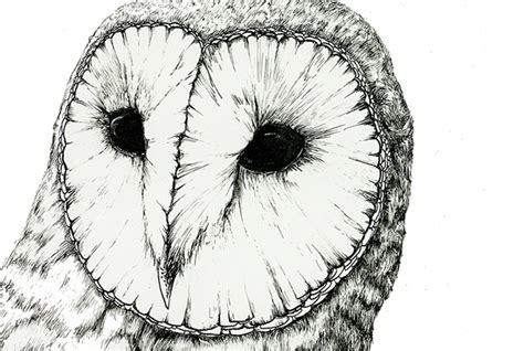 This is a subreddit for artists who particularly enjoy drawing and/or are interested in sharing their techniques. Barn Owl - Pen and Ink Study on SCAD Portfolios