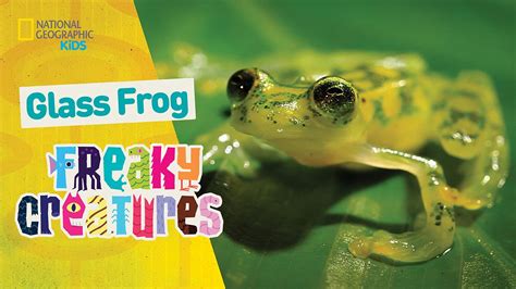 Here are a few to get you started.aqua since frogs range from a microfrog which is the size of your fingernail to the goliath which is the size. Games, Animals, Photos, Stories, and More -- National ...