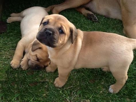 Looking for a puppy or dog in richmond, virginia? Bullmastiff Puppies For Sale | Richmond, VA #180085