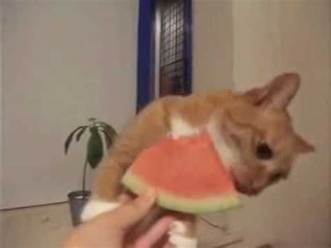 Do not give your cat the rind or seeds. cat eats watermelon ... I think she liked the rind best ...