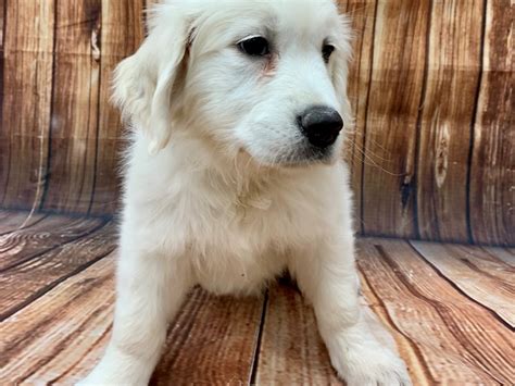 Reserve early, so you do not miss out on a perfect puppy! Golden Retriever-DOG-Male-Golden-2922293-Petland Las Vegas, NV