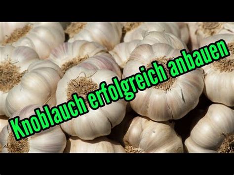 Da knoblauch eine pflegeleichte pflanze ist, kann sie im garten und ebenso auf dem balkon und sogar am fenster gezüchtet werden. Knoblauch anbauen und pflegen so gelingt der ...