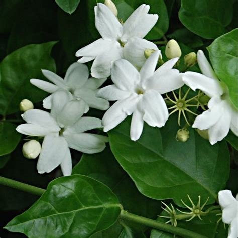 Rose, jasmine, plumeria, orchidaceae, bougainvillea, jasminehuhghu. Pokok bunga melur ( Jasminum sambac ) Fragrant Jasmine ...