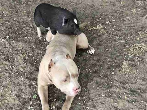 First they would open one eye for a day or two before they open (12) bull dog puppies take as much as three weeks to open their eyes. Pig And Pit Bull Friend Go On Adventure And Get Arrested ...