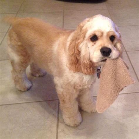 Brown and white parti cocker spaniel 3 / 31. Cocker Spaniel With Long Tail