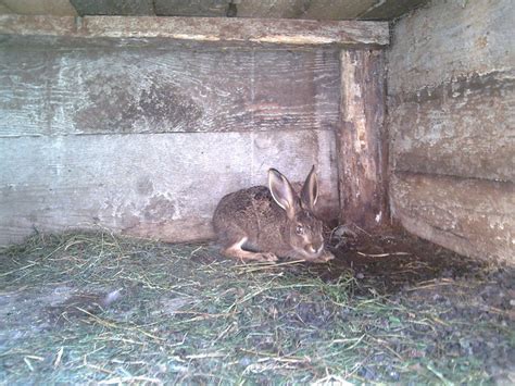 Este raspandit din delta pana la munte, detinand din acest punct de vedere, al amplitudinii ecologice, primul loc dintre toate speciile de vanat traieste in egala masura in campul agricol cultivat, cat si in padurile. Iepuri De Camp De Vanzare