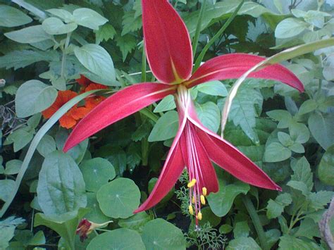 The contents of the book is to help kids of all ages learn the different types of flowers. Flor de Liz (lys flower) | Flor de liz, Flores, Plantas