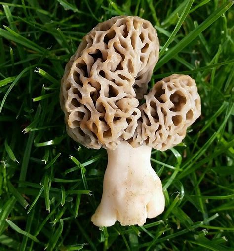 Michigan-Shaped Morel Mushroom For Sale on eBay
