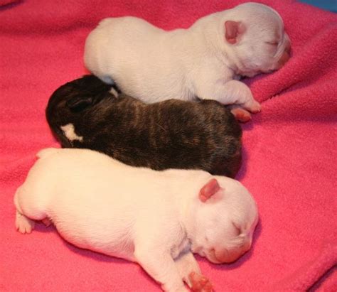 Charming baby white bulldog climbing the wall. three newborn French Bulldog Puppies.jpg Hi-Res 720p HD