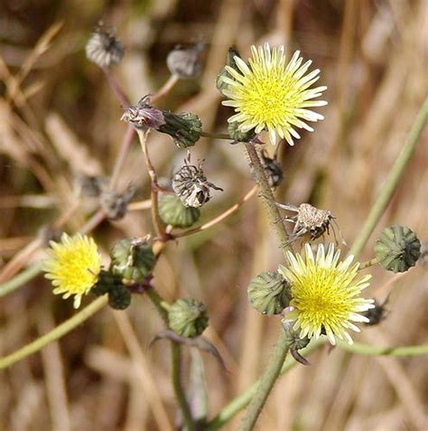 There are many excellent books covering identification of alaska's plants and their uses, so it would be wasteful for me to make this into yet another guide when so many better resources are already available. Sow Thistle (Sonchus Spp.) in Ontario. Young leaves edible ...