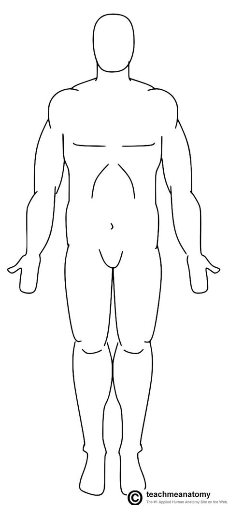 Anatomical terminology  edit on wikidata  the anatomical snuff box or snuffbox or foveola radialis is a triangular deepening on the radial , dorsal aspect of the hand —at the level of the carpal bones , specifically, the scaphoid and trapezium bones forming the floor. The Anatomical Position - TeachMeAnatomy