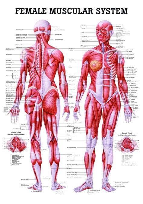 Posterior full body muscular system diagram. The Female Muscular System Laminated Anatomy Chart ...