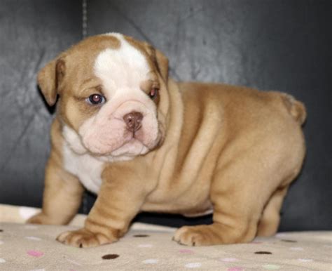 Bring your new family member home today. English Bulldog Puppies For Sale | San Antonio, TX #262524