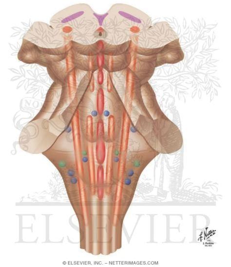 The brain stem contains ascending and descending tracts, cranial nerves and other nuclei, and fibers connecting with the cerebellum. Reticular Formation: General Pattern of Nuclei In the Brain Stem