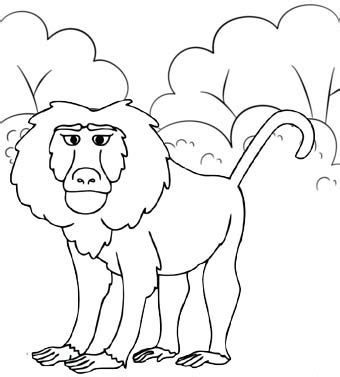 You are free to download and use it in coloring activities with your child. hamadryas baboon coloring page