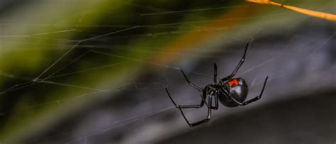 The gravity is so strong because the matter has been squeezed into a tiny space. needless to say, there is little consensus in the field over these enigmatic black holes. Black Widows Brave the Cold -- New England's Surprise Pest ...