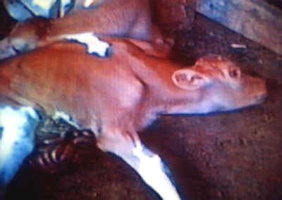 Calves are raised on a fortified milk formula diet plus solid feed. Violence on Our Place - Veal: A Shooting Ourselves in the ...