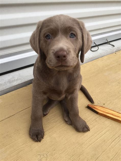 Silver bow labrador pups are bred for health first! Silver Labrador | Labrador, Puppies