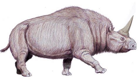 Elasmotherium is an extinct genus of large rhinoceros endemic to eurasia during the late pliocene through the pleistocene, existing from 2.6 ma to at least as late as 39,000 years the best known, e. Elasmotherium A Gigantic Extinct Unicorn Lazer Horsesearch ...