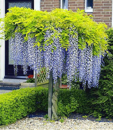 Gartenbäume machen das grundstück erst zum richtigen garten. Hausbäume für kleine Gärten - Mein schöner Garten