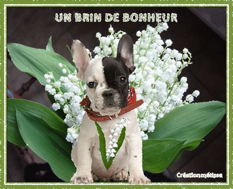 Une jolie fleur à clochettes blanches qui symbolise le printemps et le bonheur depuis l'antiquité. 1er MAI MUGUET ET PETIT CHIEN - Centerblog