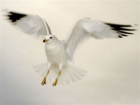 Flying Dove Wallpapers | HD Wallpapers | ID #4978