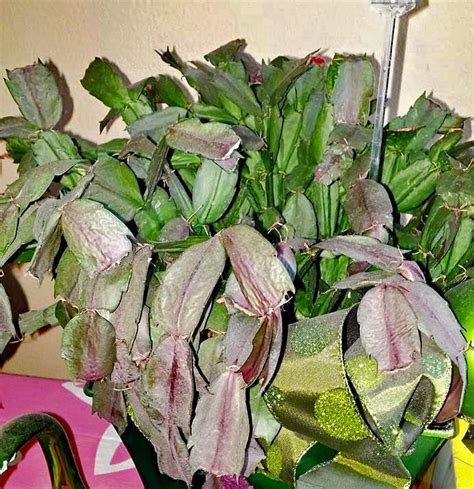 See more ideas about christmas cactus, cactus, easter cactus. Christmas Cactus Diseases: Common Problems Affecting Christmas Cactus | Christmas plants ...