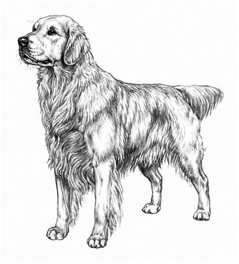 Popular doggie coloring pages 46 9526. Golden Retriever Coloring Pages - Best Coloring Pages For Kids