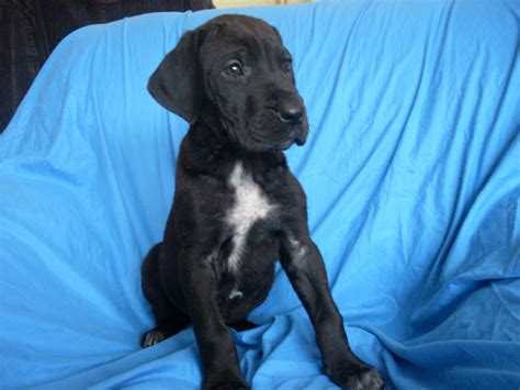 Hunde aus dem spanischen tierschutz suchen ein liebevolles zuhause. Deutsche Dogge Welpen suchen ein Zuhause - Hunde
