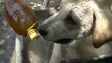 Preserving the traditional central asian shepherd alabai dog. Alabai / Алабай купается - YouTube