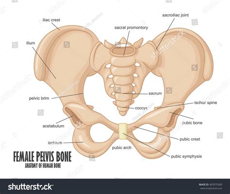 We've covered a lot of material, and now is a good time to pause the studying and familiarize yourself with this basic figure before we move on to differences between male and female structures (and. Female Pelvis Bone Anatomy Stock Vector Illustration ...