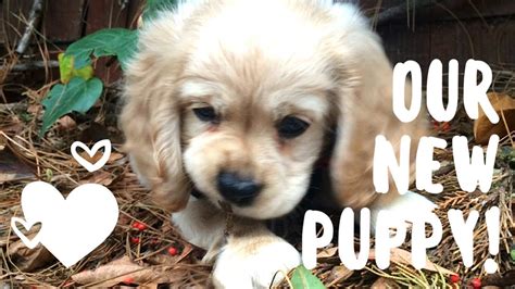 Is it your first day at home with a new puppy? OUR NEW PUPPY - FIRST DAY HOME SO CUTE! - YouTube