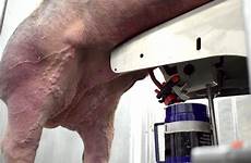 semen boar magapor process