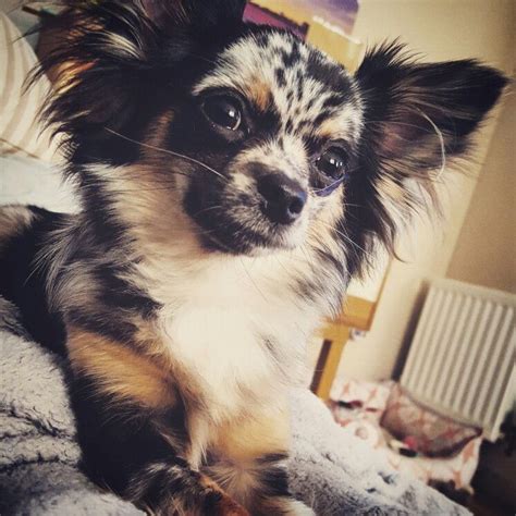 This is a fan only sight. Luna black merle long-haired Chihuahua 8.5 months old blue ...